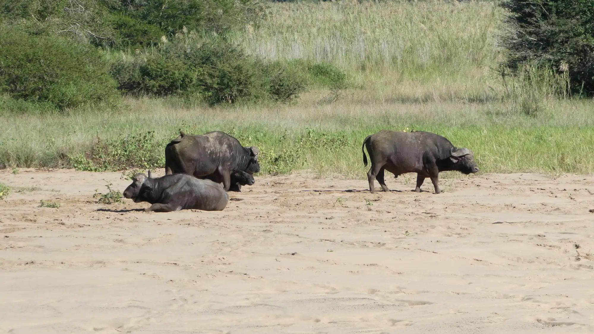 Ival Nature retreats (ival.nl): drumbeats van de buffels