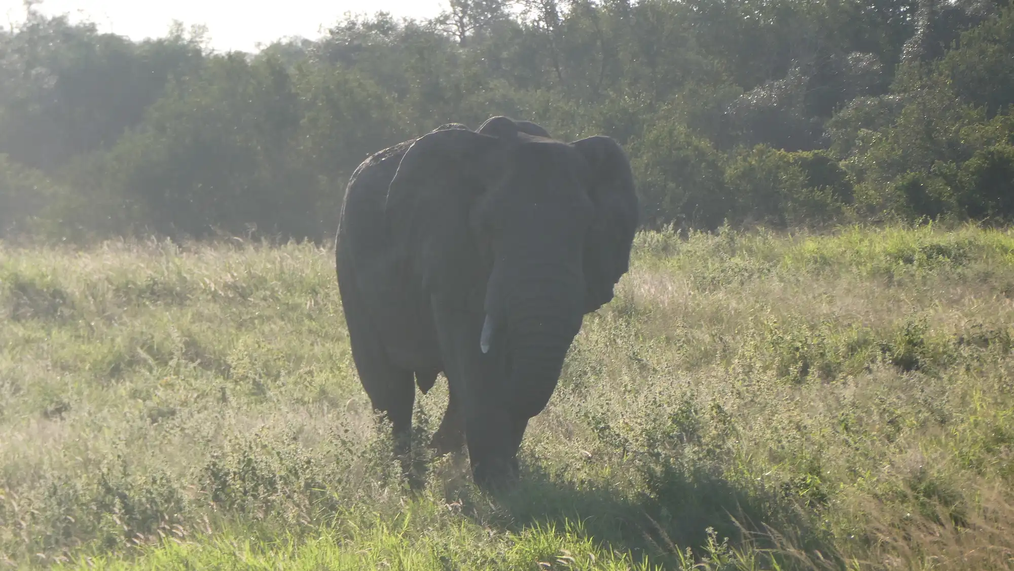 Ival Nature retreats (ival.nl): olifant in Umfulozi 2